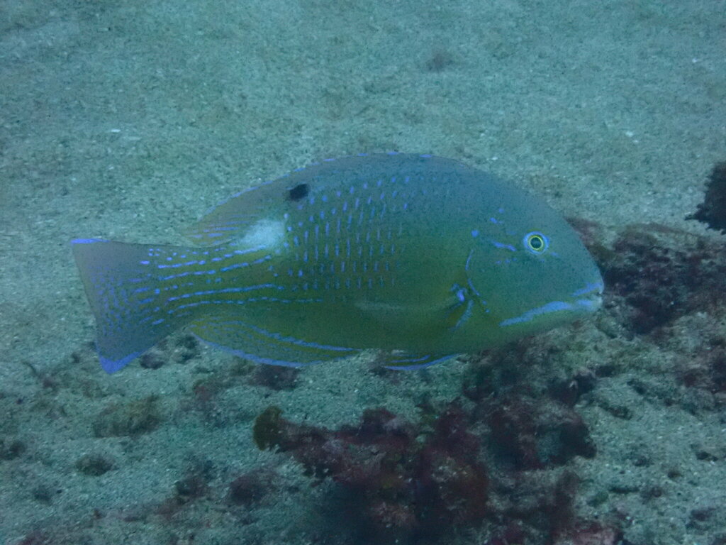 Blackspot Tuskfish