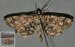 Lygropia rivulalis