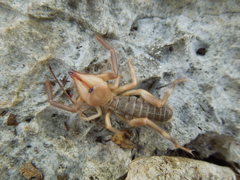 Ammotrechidae