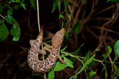 Texas Alligator Lizard photo 2