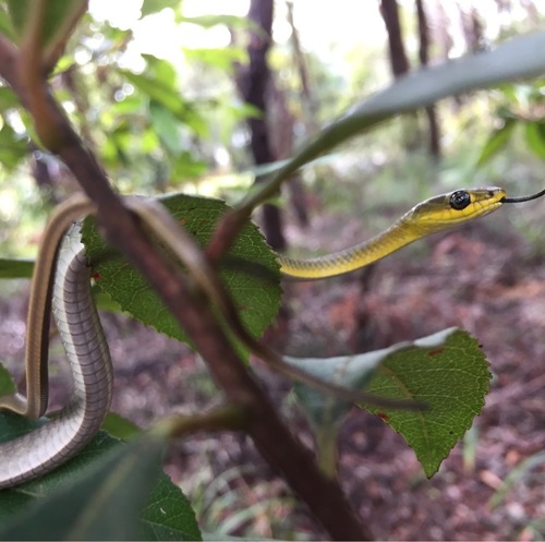 Common Tree Snake sighting