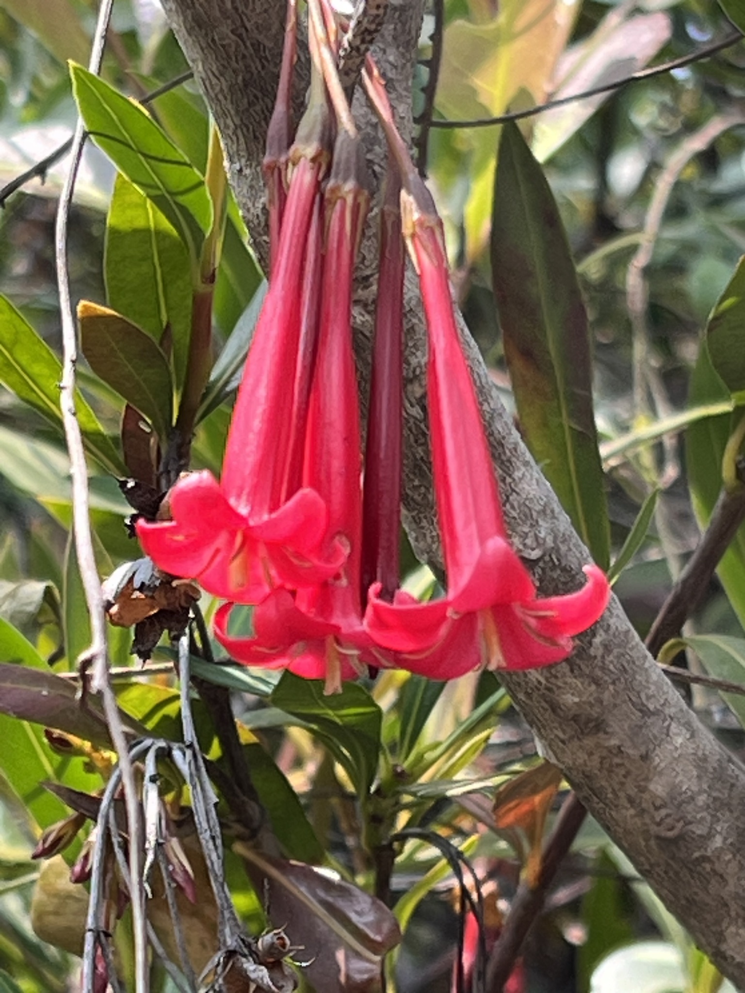 Augusta longifolia