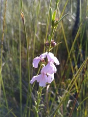 Westringia tenuicaulis
