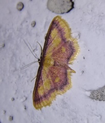 Idaea muricata