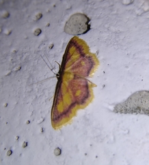 Idaea muricata