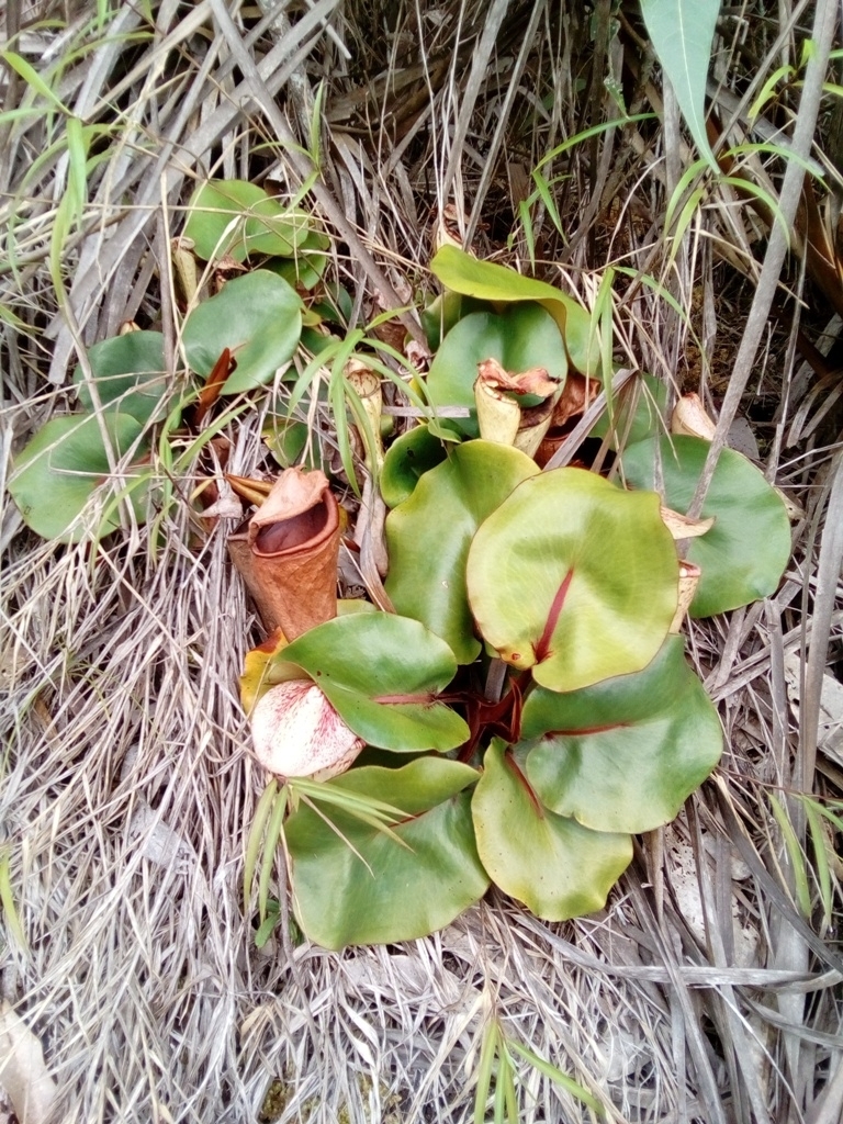 Nepenthes clipeata Dans.