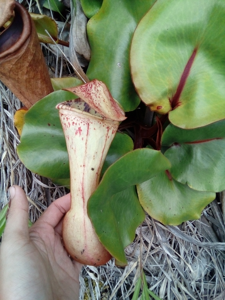Nepenthes clipeata Dans. 2