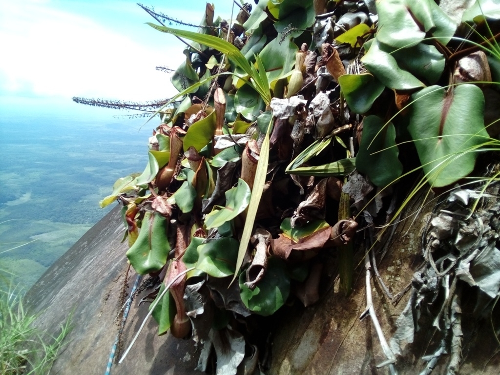 Nepenthes clipeata Dans. 3