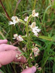 Platanthera leucophaea