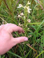 Platanthera leucophaea