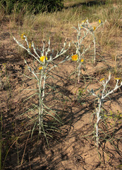 Tragopogon tanaiticus