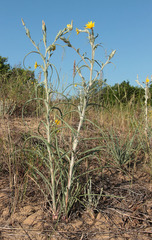 Tragopogon tanaiticus