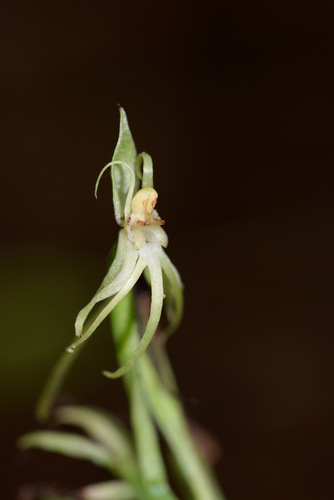 Habenaria stenopetala iNat (3)
