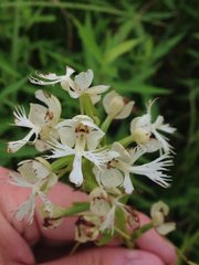 Platanthera leucophaea