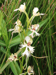 Platanthera leucophaea