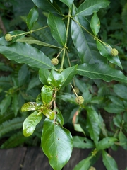Adina pilulifera, photograph (c) portioid, some rights reserved (CC BY)