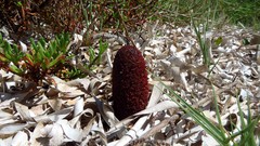 Cynomorium coccineum