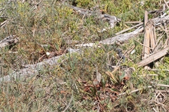 Limonium duriusculum