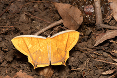 Thinopteryx crocoptera