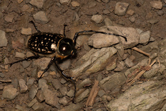 Cheirotonus formosanus