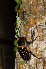 Cheirotonus formosanus