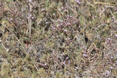 Limonium duriusculum