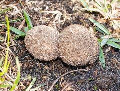 Lycoperdon scabrum