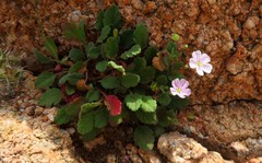Erodium corsicum