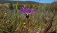 Eudianthe coeli-rosa
