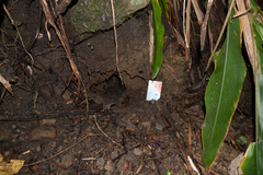 Manis pentadactyla pentadactyla