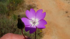 Eudianthe coeli-rosa