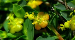 Euphorbia spinosa