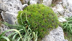 Euphorbia spinosa