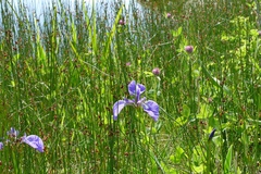 Iris hookeri