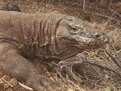 Komodo dragon