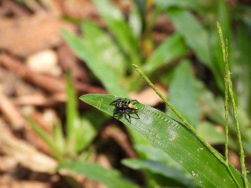 Ptocasius strupifer