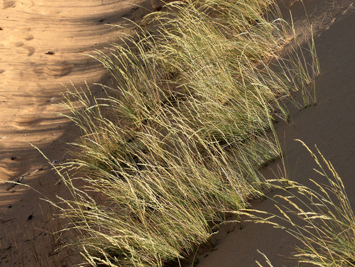 Eraičinas nuotrauka