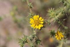 Centromadia parryi australis