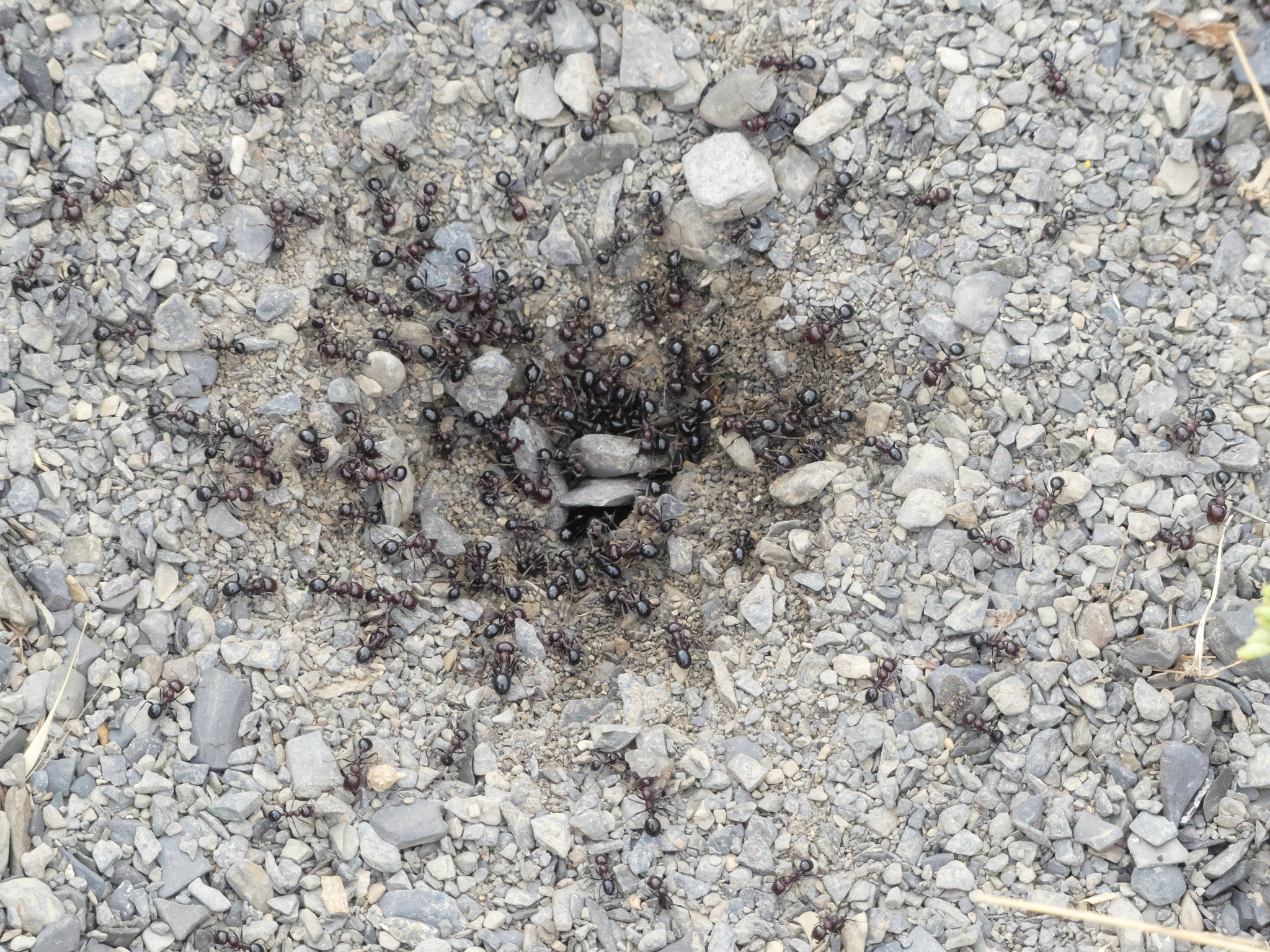 Messor picturatus