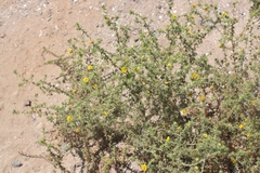 Centromadia parryi australis