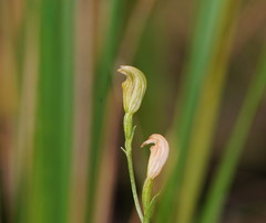 Pterostylis parviflora