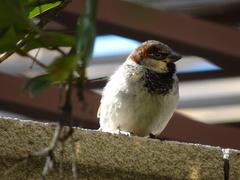 Passer domesticus
