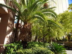 Phoenix canariensis