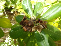 Pittosporum tobira