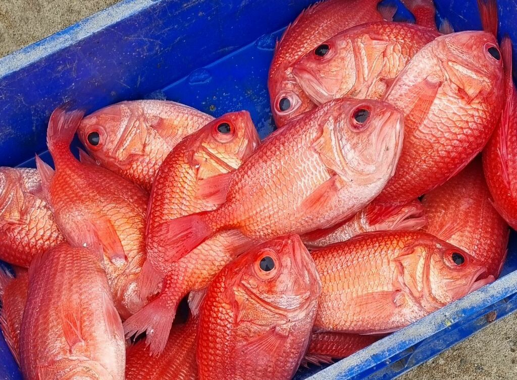 Japanse soldatenvis (Ostichthys japonicus) — Holocentridae