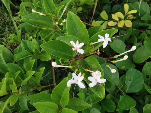 Volkameria inermis