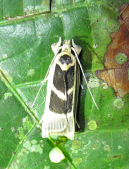 Antaeotricha renselariana
