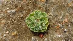 Filago tyrrhenica