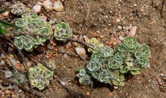 Filago tyrrhenica