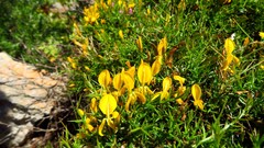 Genista corsica